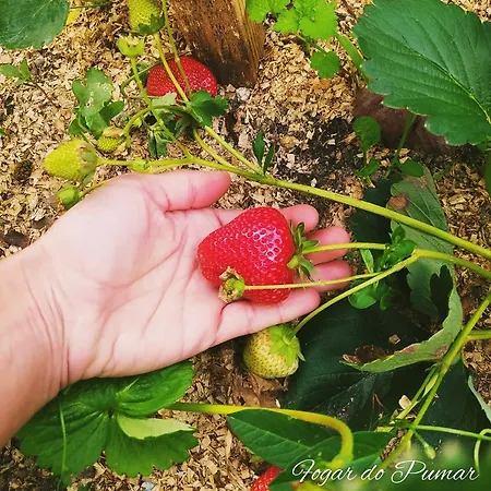 Fogar Do Pumar Pantón