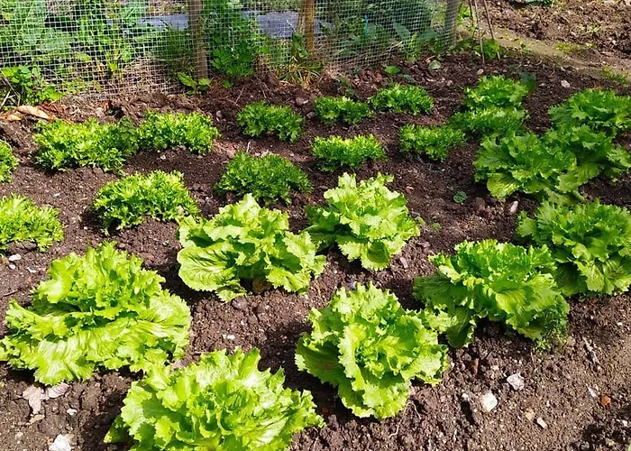 Fogar Do Pumar アパート