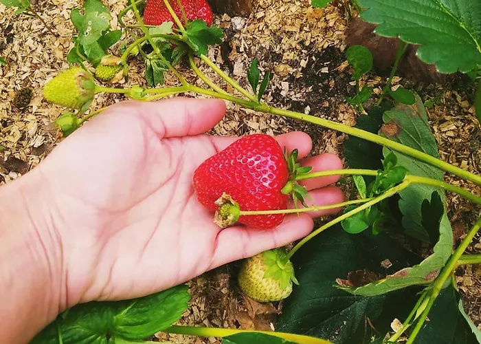 Fogar Do Pumar Pantón